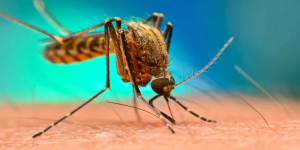 close up of a mosquito